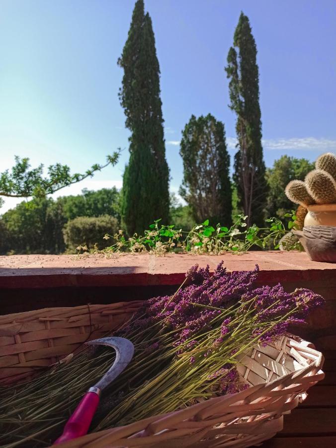 Agriturismo Podere Le Palaie Monterotondo (Tuscany) Exterior foto